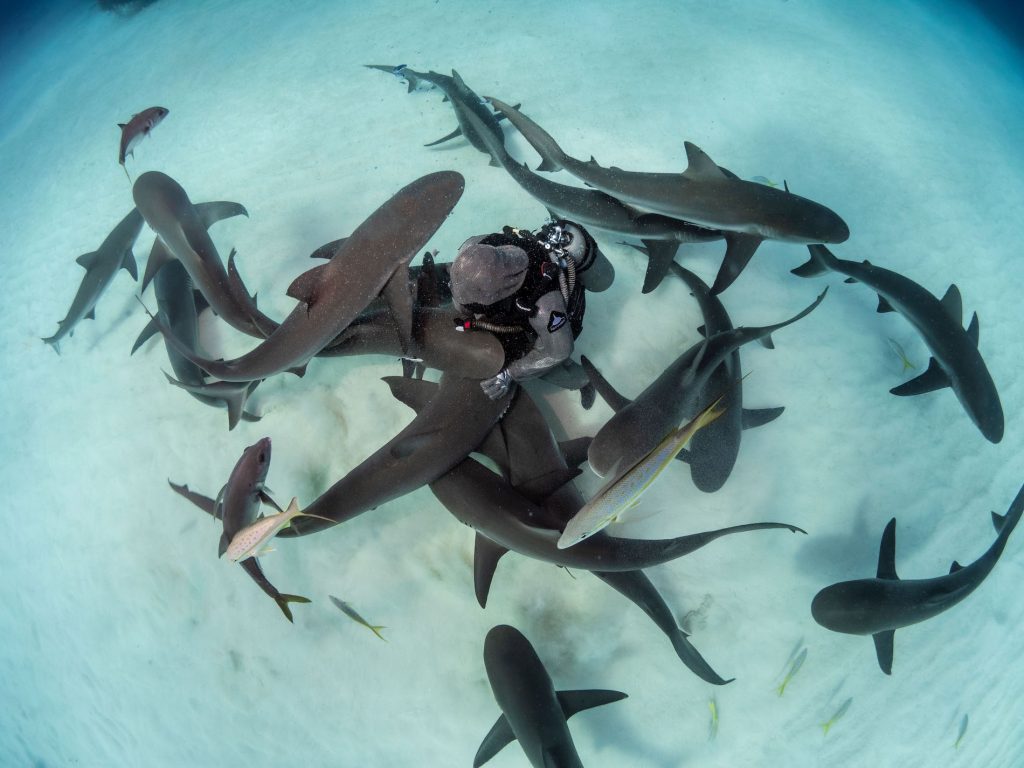 A normal day with my sharks:Kewin Lorenzen