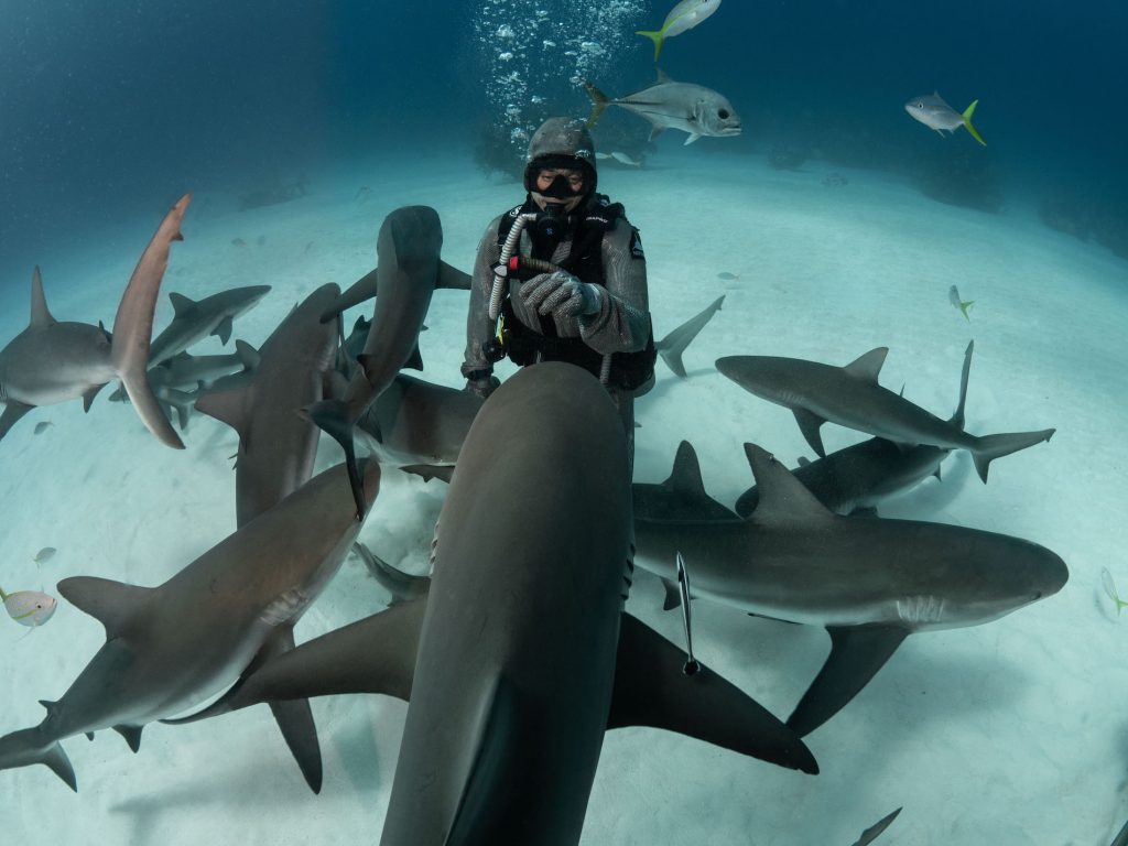 Approaching shark:Kewin Lorenzen
